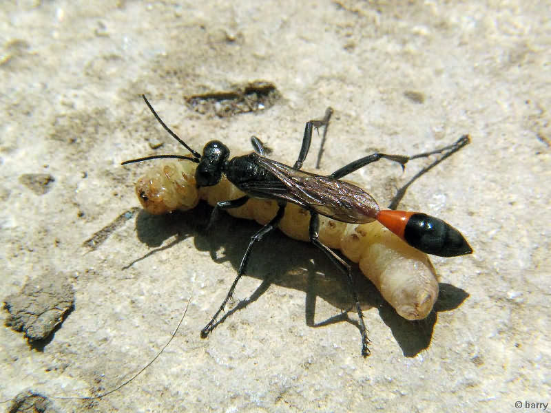 Ammophila sabulosa (Linnaeus, 1758)